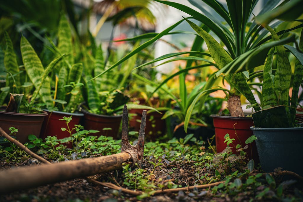 Vibrant indoor garden with tropical plants and a gardening tool resting on the soil.